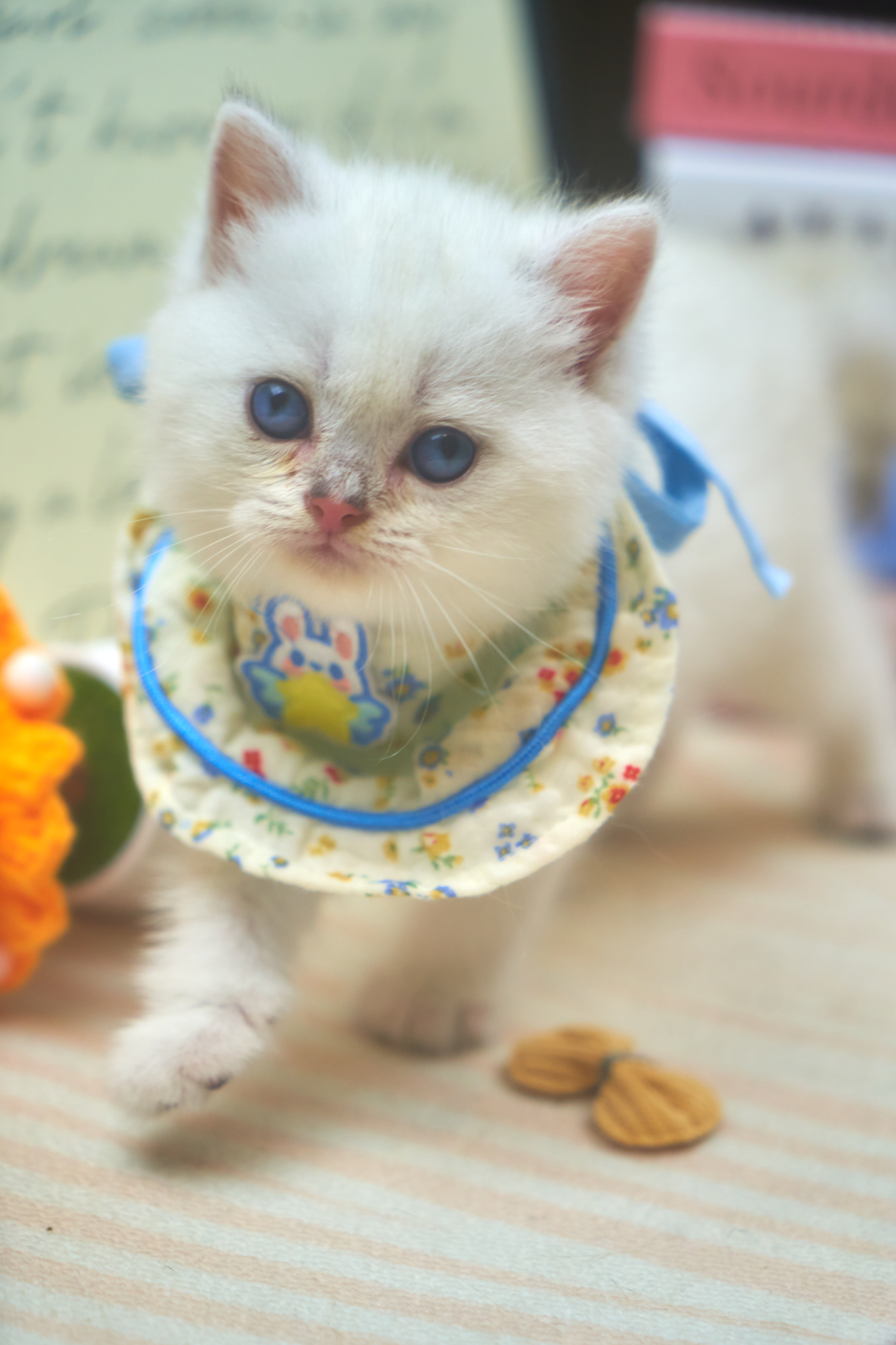 🔮奶猫魔法!一只“云朵”猫